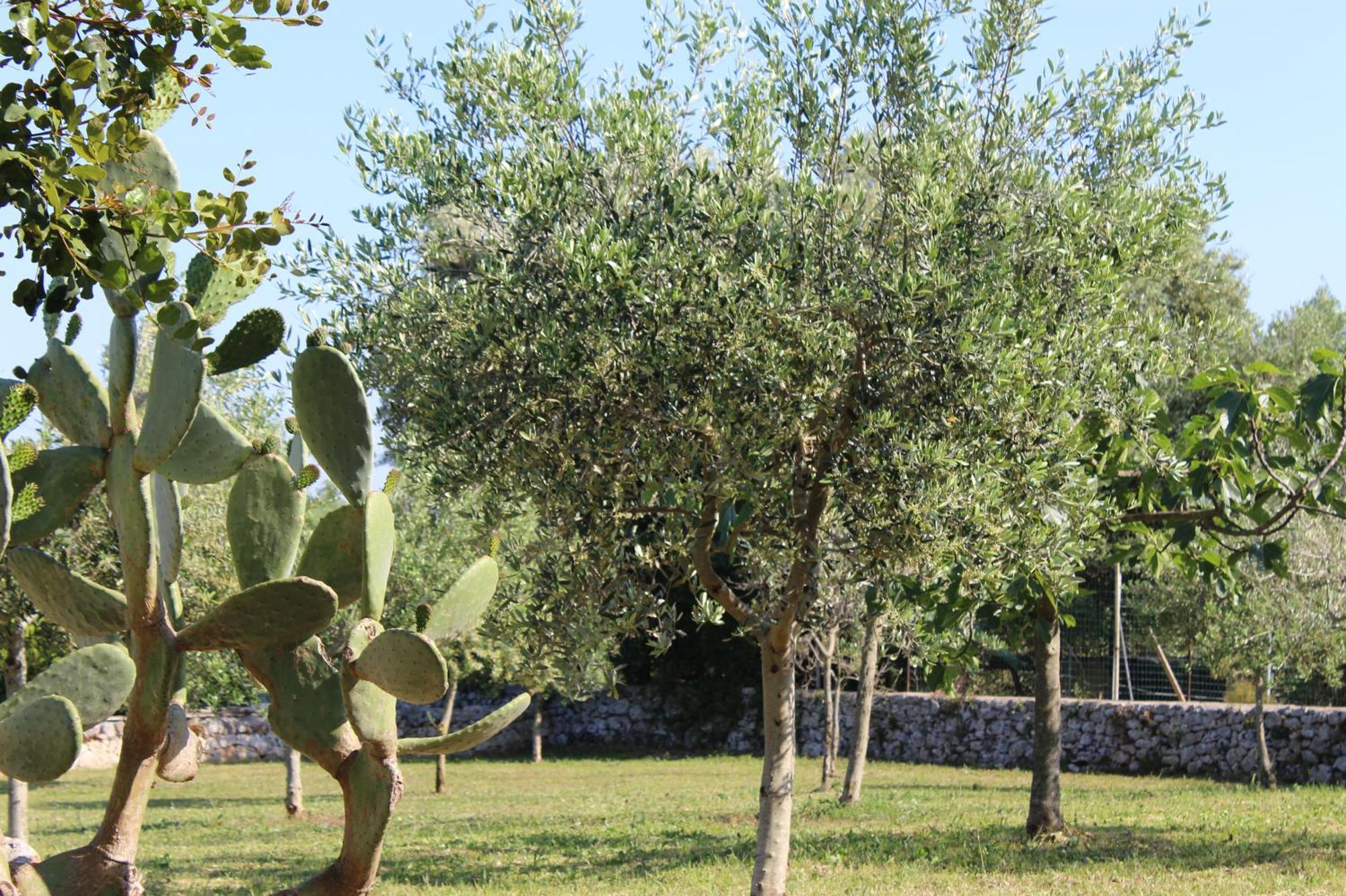 Masseria Tolla Ostuni Luaran gambar